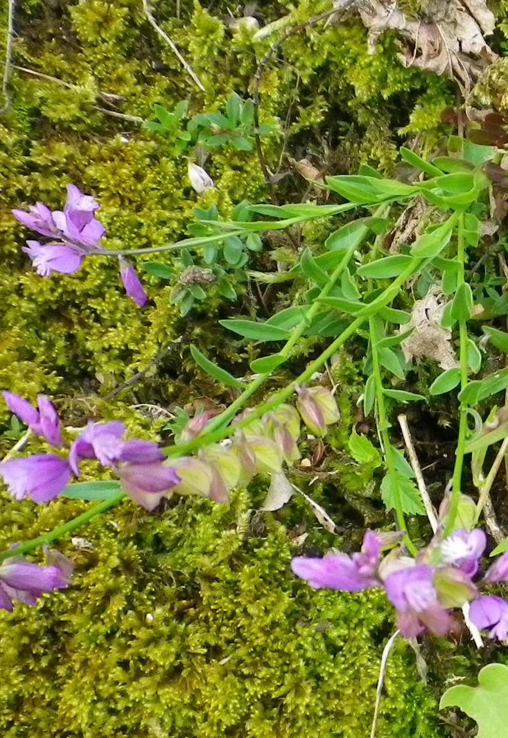 Un fiore semplicemente - Polygala sp.